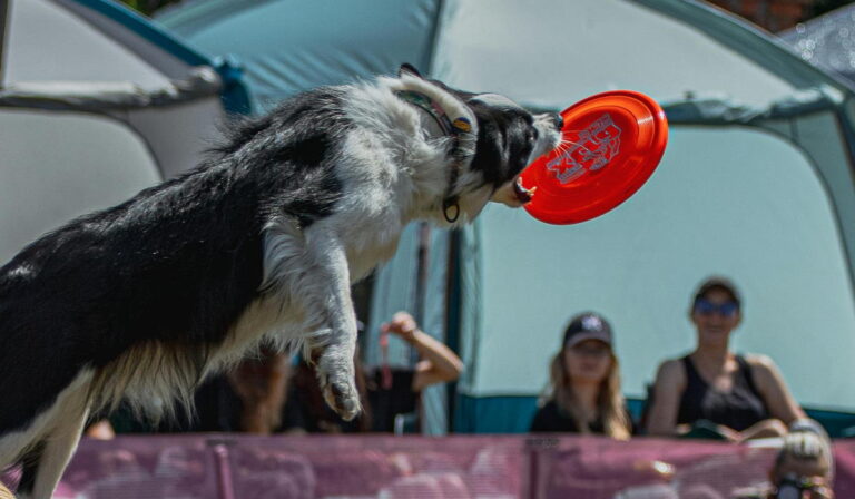 paras frisbeegolf kiekko teline vertailu