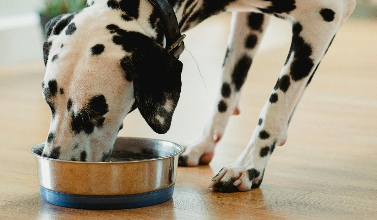 paras herkkävatsaisen koiran ruoka