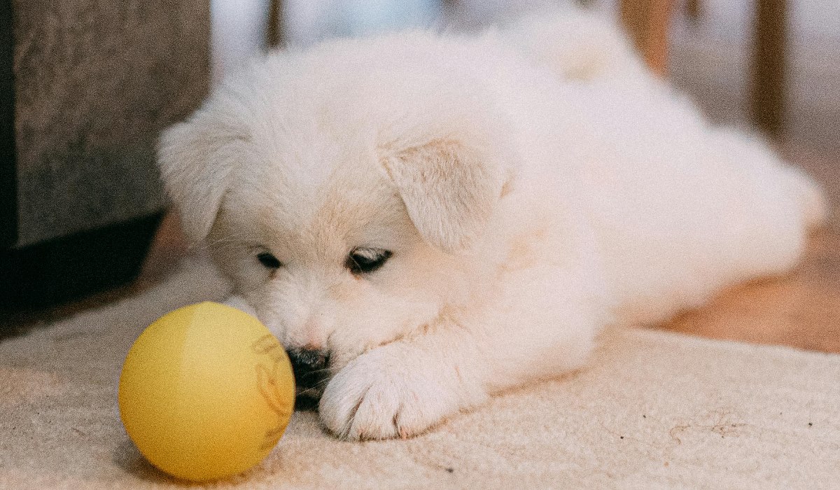 paras koiran lelu testi