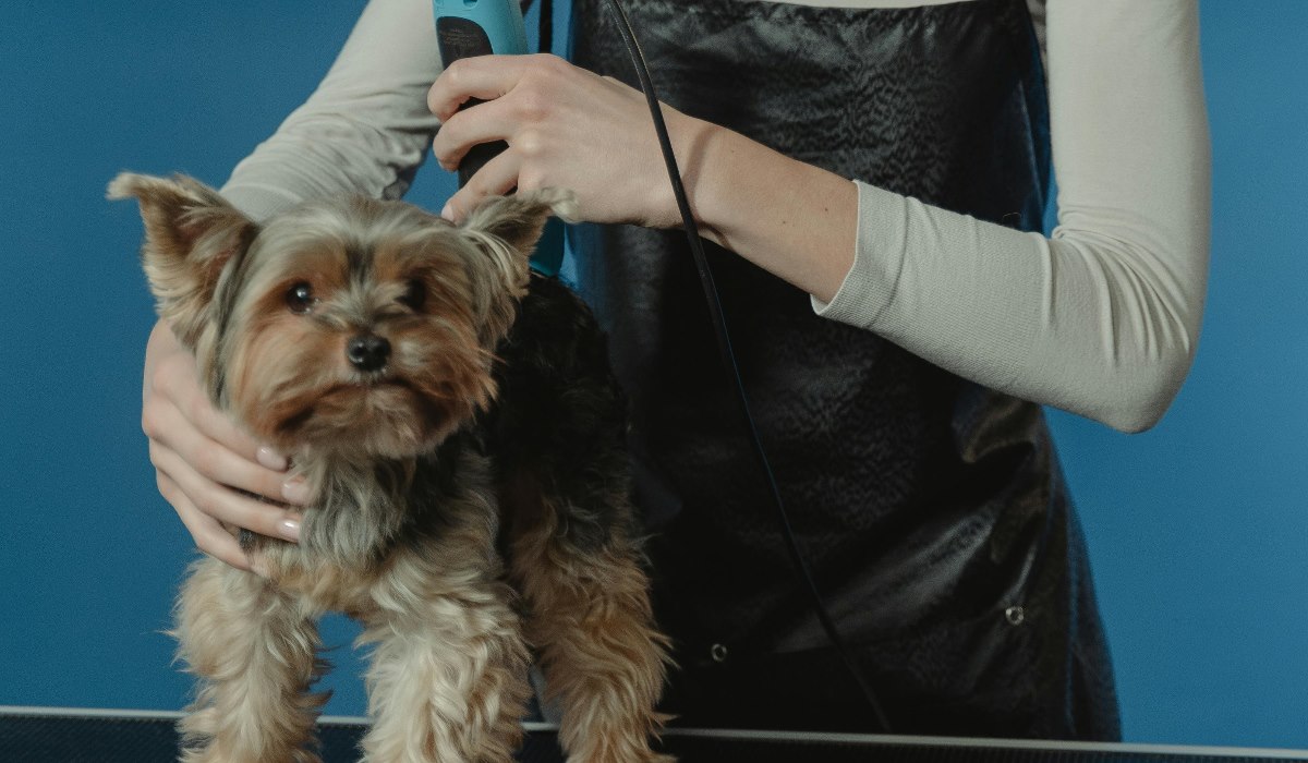 paras koiran trimmeri testi