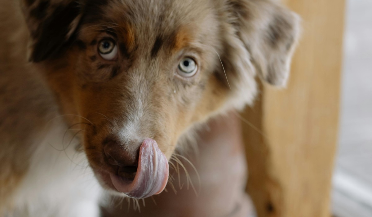 paras kotimainen koiranruoka vertailu