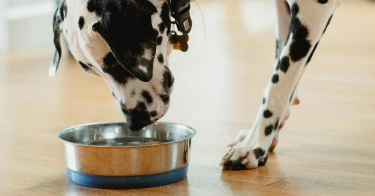 Paras koiranmakkara testi