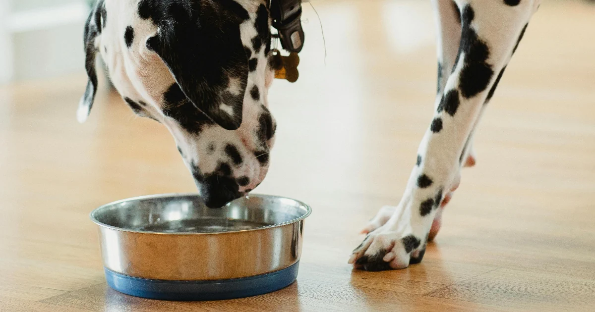 Paras koiranmakkara testi