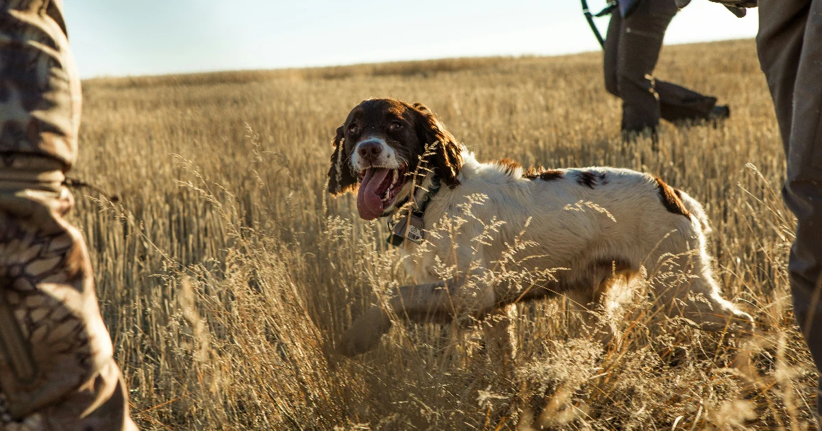 Paras metsästyskoiran ruoka testi