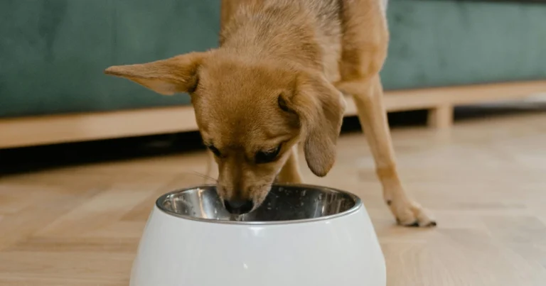 Paras penturuoka koiralle testi