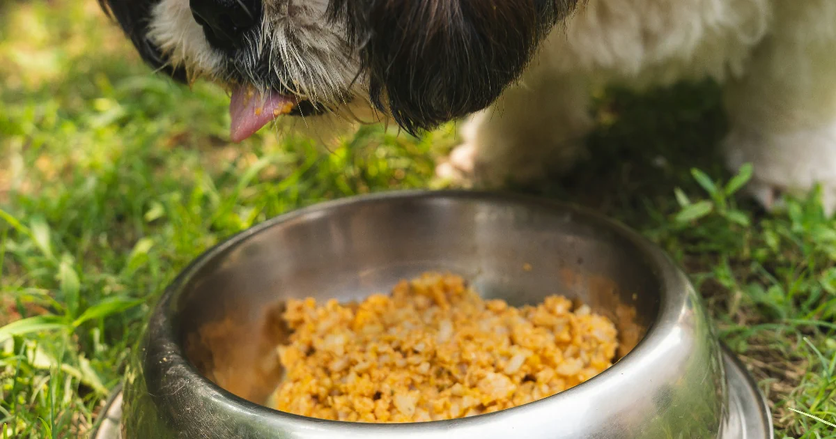 Paras raakaruoka koiralle testi