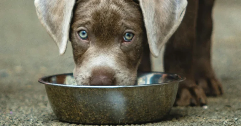 Paras senioriruoka koiralle testi