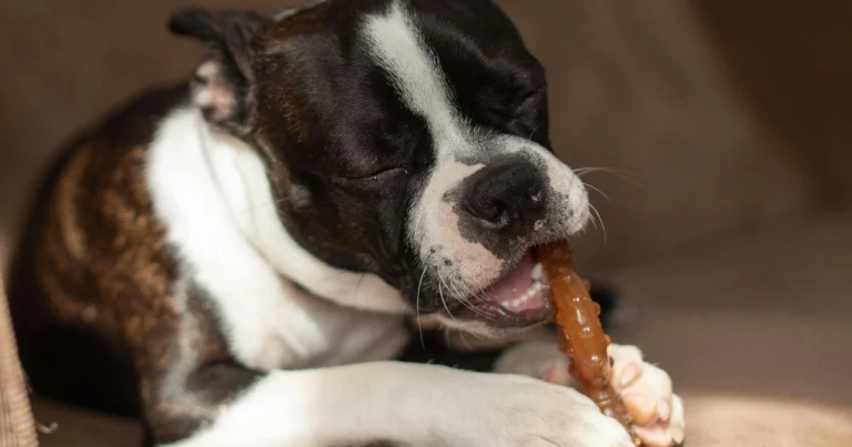 Turvallinen puruluu pennulle testi