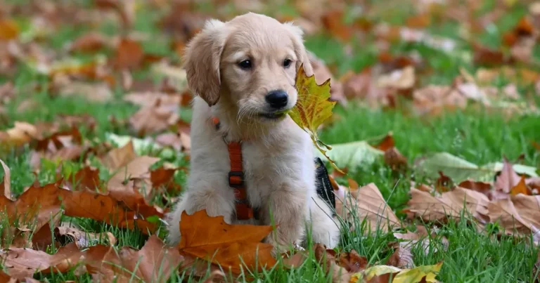 Paras lehtienkerääjä testi