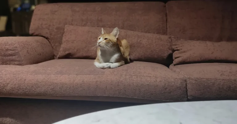 Paras lemmikkikamera kotiin