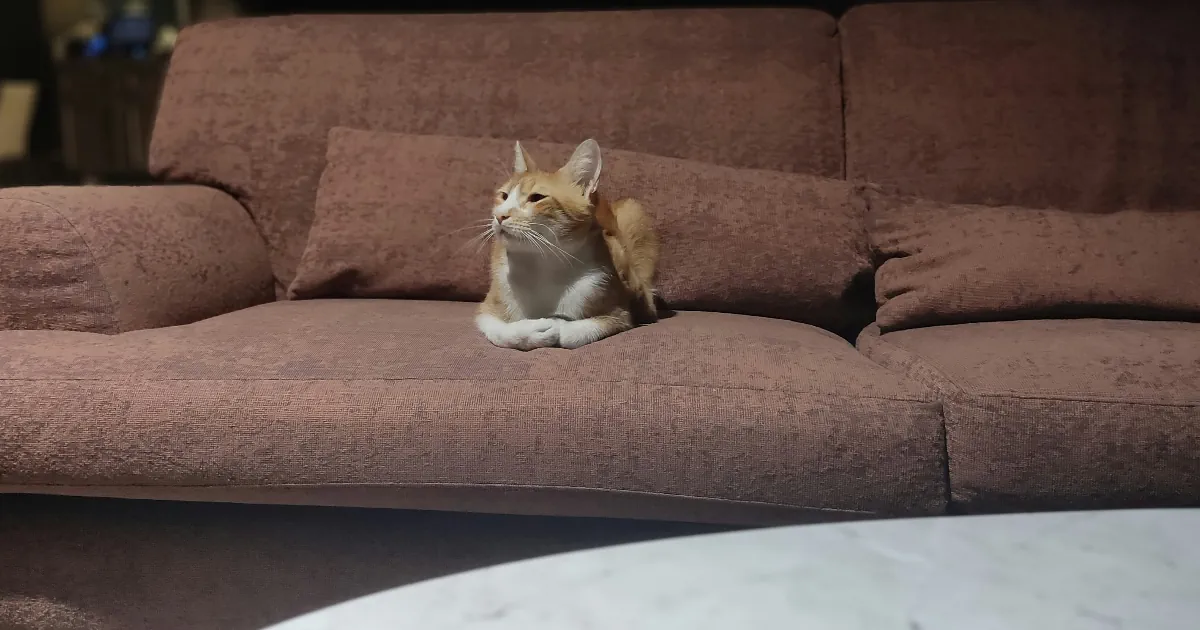 Paras lemmikkikamera kotiin