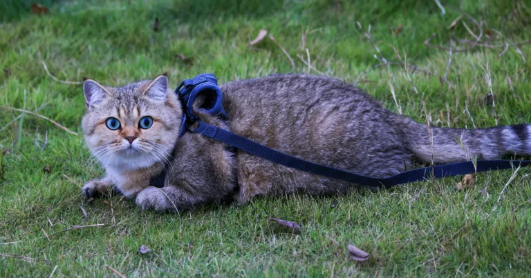 Parhaat kissa valjaat joista ei karkaa