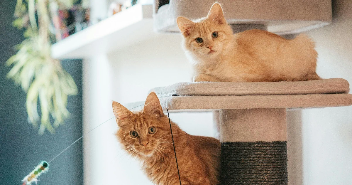 Paras kissan kiipeilypuu testi