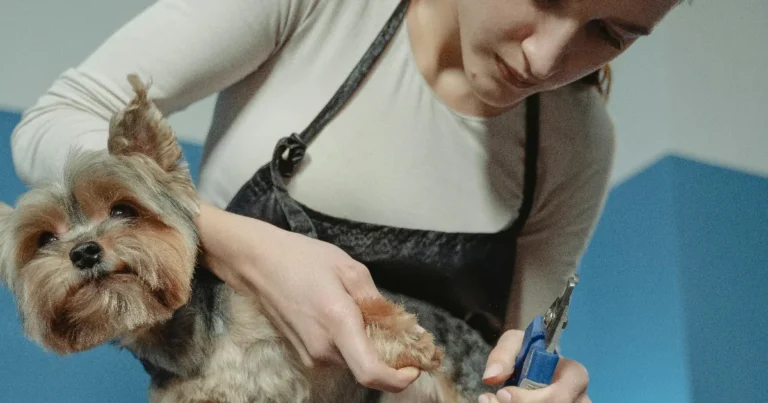 Parhaat koiran kynsisakset